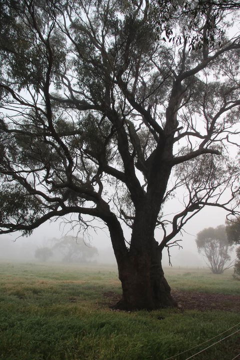 Daisy Cottage - Hotel Gold Coast 23