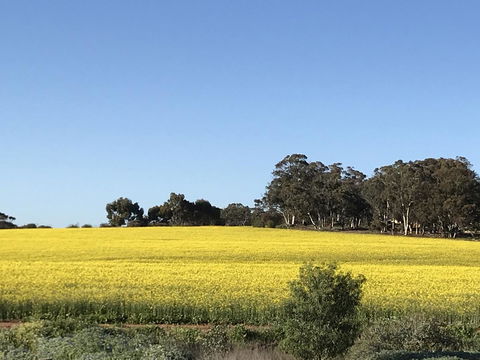Daisy Cottage - Hotel Gold Coast 6