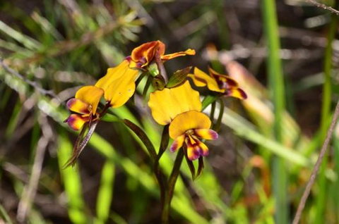 Bindoon's Windmill Farm - Hotel Gold Coast 4
