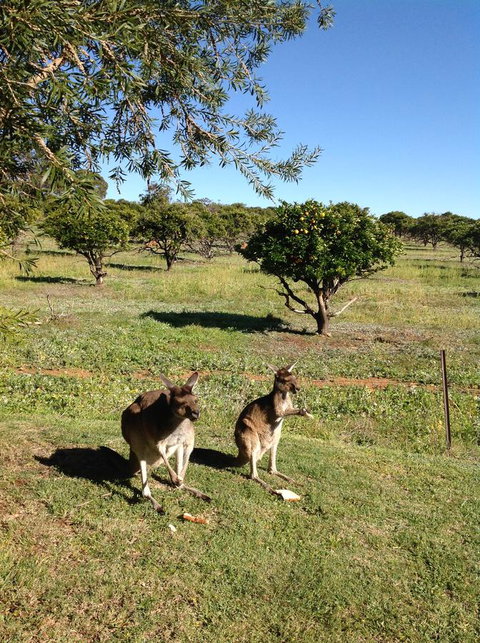 Bindoon's Windmill Farm - Hotel Gold Coast 2