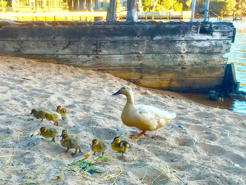 Wandering Geese Boutique Bed And Breakfast - Hotel Gold Coast 3