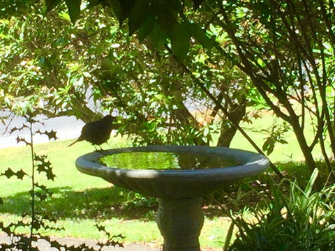 Wandering Geese Boutique Bed And Breakfast - Hotel Gold Coast 19