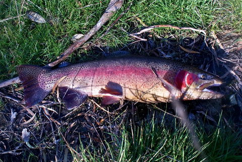 Platypus Park Country Retreat - Hotel Gold Coast 24