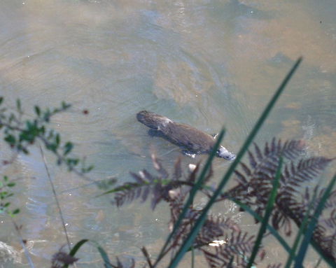 Platypus Park Country Retreat - Hotel Gold Coast 31