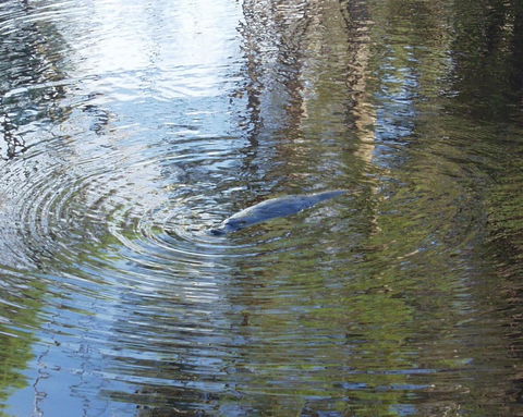 Platypus Park Country Retreat - Hotel Gold Coast 32