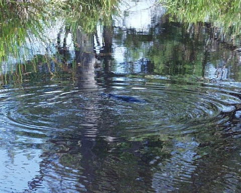 Platypus Park Country Retreat - Hotel Gold Coast 33