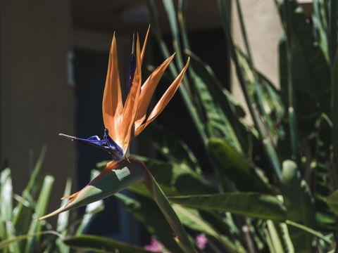 Russell House - Hotel Gold Coast 2