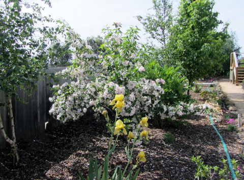 Elm Trees Accommodation @ Ross - Hotel Gold Coast 7