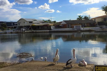 Pelican Cove Apartments with Hotel Gold Coast