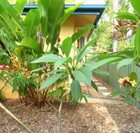Rainforest Cottage Cairns - Hotel Gold Coast