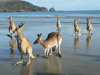 Book Seaforth Accommodation Vacations Hotel Gold Coast Hotel Gold Coast