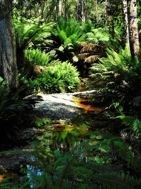 Shakespeare's Wilderness Chalet - Hotel Gold Coast 3