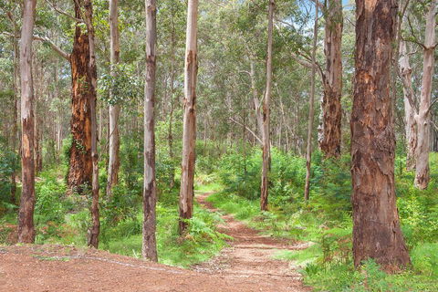 Shiraz Studio - Hotel Gold Coast 1