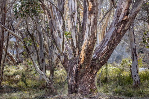 Snowgums 07 - Hotel Gold Coast 3