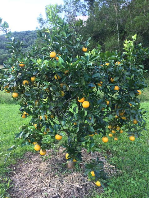 Terania Creek Farmstay - Hotel Gold Coast 2
