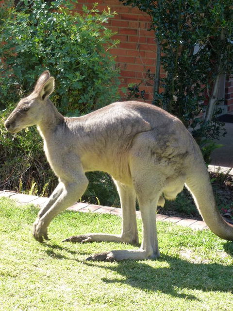 The Grampians Motel - Hotel Gold Coast 3
