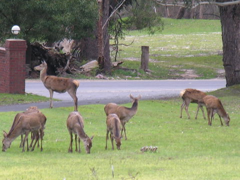 The Grampians Motel - Hotel Gold Coast 23