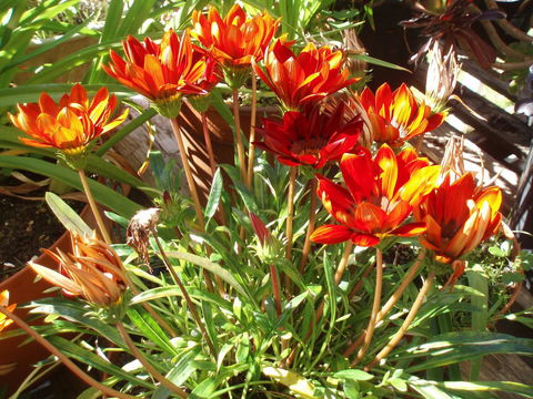 Aloha Ha Phillip Island - Hotel Gold Coast 25