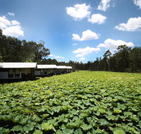 The Boathouses at Leaves  Fishes - Hotel Gold Coast