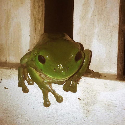 The Canungra Motel - Hotel Gold Coast 3