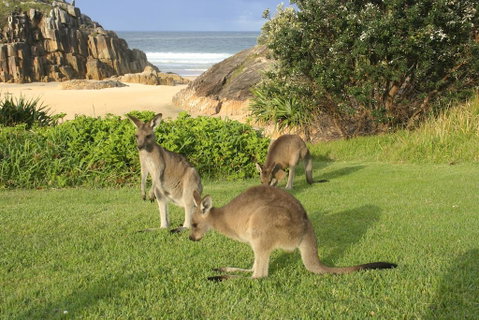 The Carrai - Hotel Gold Coast 2
