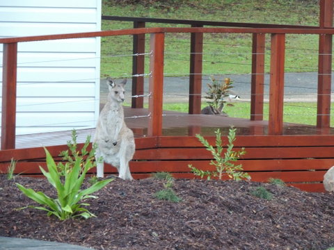 The Pouch B & B - Hotel Gold Coast 1
