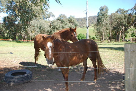 Bluegum Ridge Cottages - Hotel Gold Coast 34