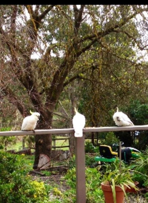 Australian Home Away @ Wonga Park Brushy Creek - Hotel Gold Coast 20