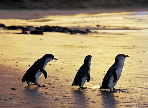 Cottages For Two - Hotel Gold Coast 10