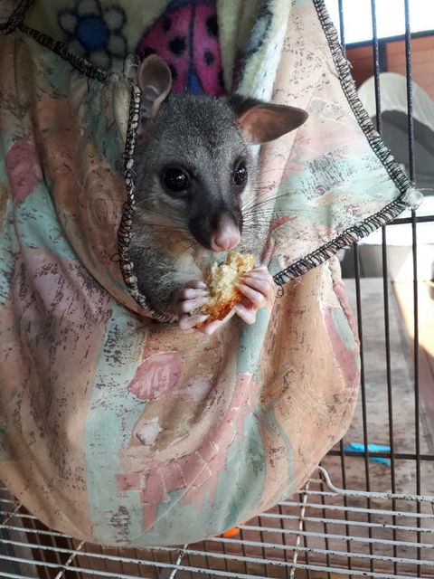 Airlie Beach Eco Cabins - Adults Only - Hotel Gold Coast 27