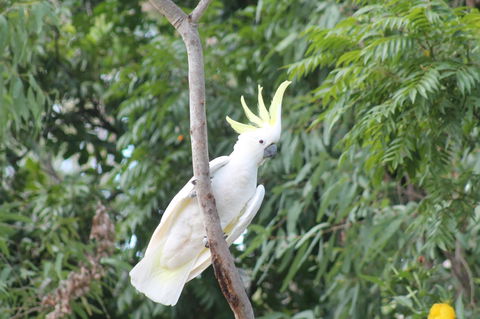 Airlie Beach Eco Cabins - Adults Only - Hotel Gold Coast 4