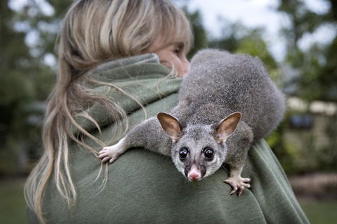 Airlie Beach Eco Cabins - Adults Only - Hotel Gold Coast 3