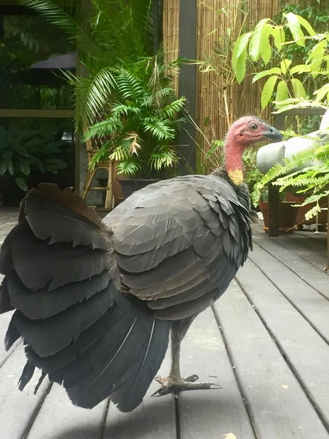 Noosa Hinterland Retreat - Hotel Gold Coast 9