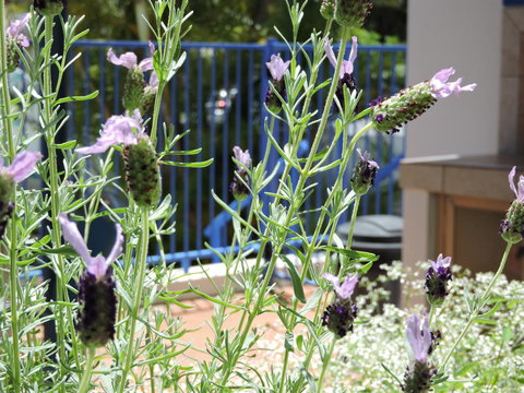 Surfers Beach Resort One - Hotel Gold Coast 0