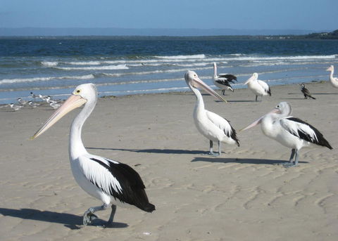 Fairways Golf & Beach Retreat Bribie Island - Hotel Gold Coast 3