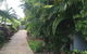 Casuarina - thumb 21