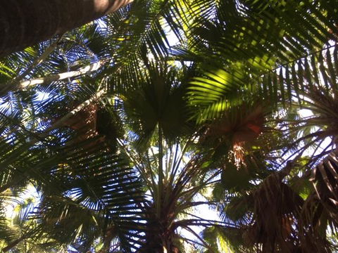 Casuarina - Hotel Gold Coast 11