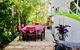 Casuarina - thumb 18