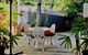 Casuarina - thumb 19