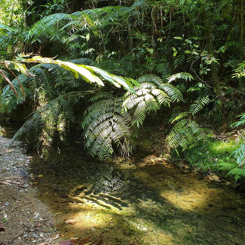 A Daintree Garden - Hotel Gold Coast 4