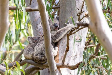 A Quiet Unit Overlooking A Reserve - Hotel Gold Coast 0