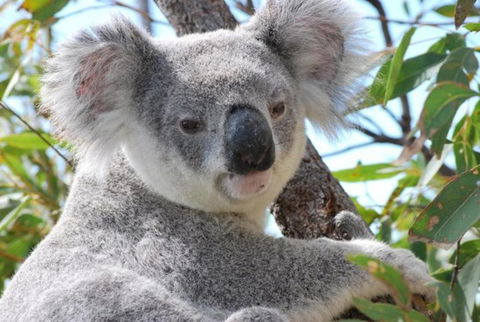 AFFORDABLE ISLAND ESCAPE! Queen Studio, Nelly Bay - Hotel Gold Coast 2