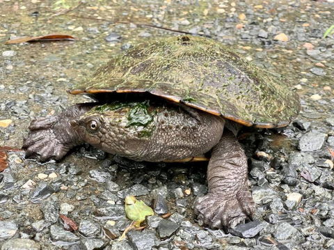 Austinville Hinterland Chalet - Hotel Gold Coast 3