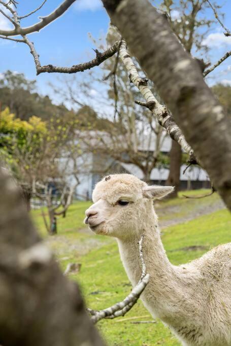 Carawatha On The Range - Unique Farm Stay - Hotel Gold Coast 3