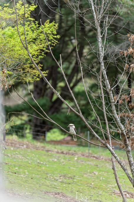 Carawatha On The Range - Unique Farm Stay - Hotel Gold Coast 4