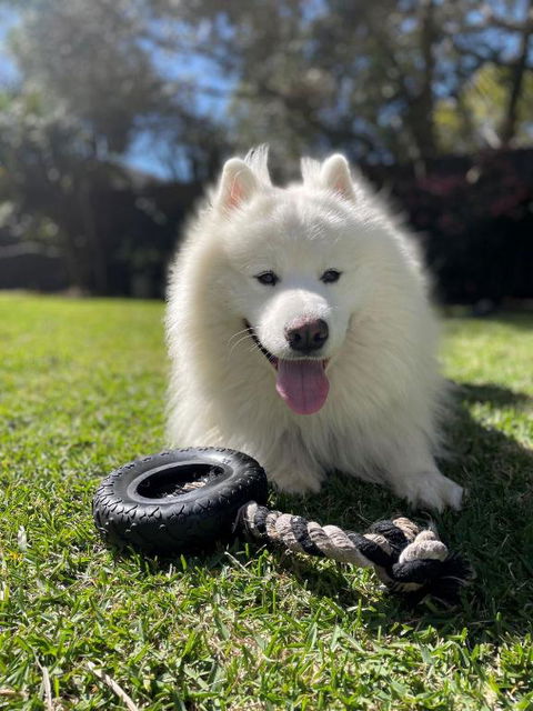 Dutchies Haven, 11 Christmas Bush Ave - Pet Friendly, Large Enclosed Yard, Air Con And Wi-Fi - Hotel Gold Coast 3