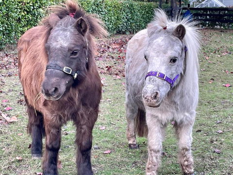 Farm Stay MAPLE Cottage At Wilindi Estate - Hotel Gold Coast 0