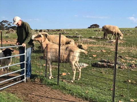 Gilgraves Vineyard Farmstay - Hotel Gold Coast 1