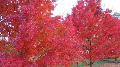 HEALESVILLE GETAWAY - Hotel Gold Coast 0