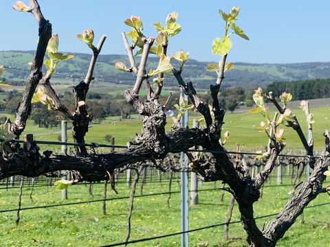 Amongst The Vines Deluxe Retreat - Hotel Gold Coast 1
